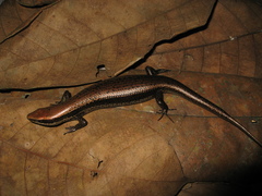 Copeoglossum nigropunctatum