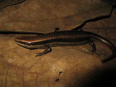 Copeoglossum nigropunctatum