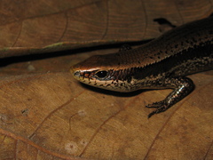 Copeoglossum nigropunctatum