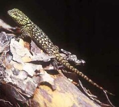 Sceloporus smaragdinus