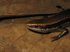 Copeoglossum nigropunctatum