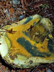 Boletellus ananas