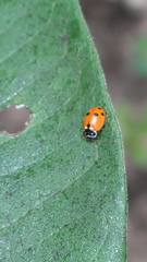 Hippodamia variegata