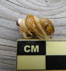 Xylocopa virginica