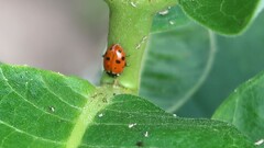 Hippodamia variegata