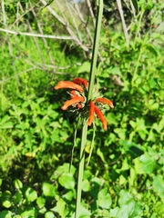 Leonotis nepetifolia