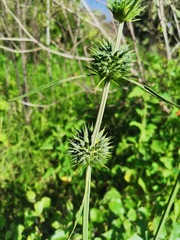 Leonotis nepetifolia