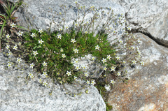 Minuartia recurva