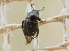 Strigoderma pygmaea