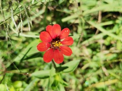 Zinnia peruviana