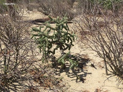 Cylindropuntia cholla