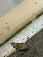 Eupithecia pusillata