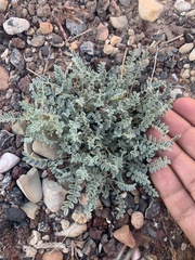 Astragalus argophyllus panguicensis