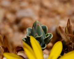 Chaetanthera glabrata