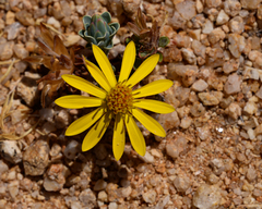 Chaetanthera glabrata
