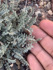 Astragalus argophyllus panguicensis
