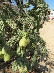 Cylindropuntia cholla