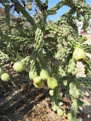 Cylindropuntia cholla
