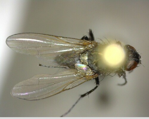 iNaturalist observation photo of Root-maggot Flies