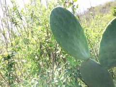 Opuntia