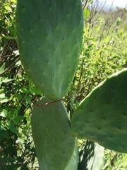 Opuntia