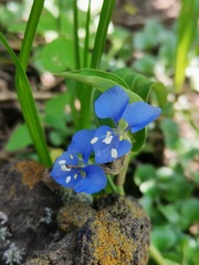 Commelina diffusa