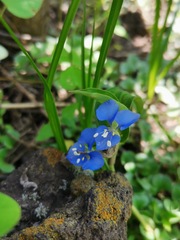 Commelina diffusa