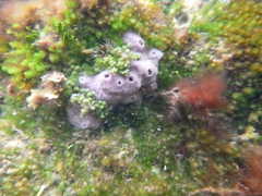 Haliclona implexiformis