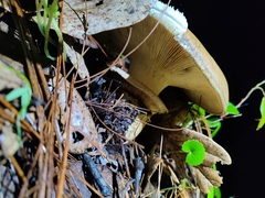 Catathelasma imperiale
