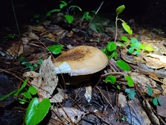 Catathelasma imperiale