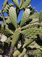 Opuntia
