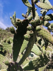 Opuntia