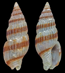 Zafrona striatula