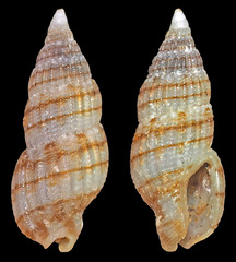Zafrona striatula