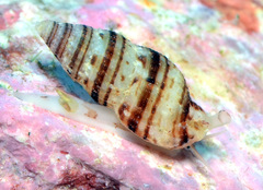 Zafrona striatula