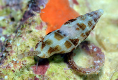 Zafrona striatula
