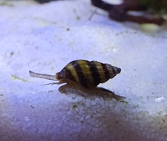 Anentome helena
