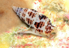 Zafrona striatula