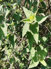Montanoa tomentosa