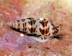 Zafrona striatula