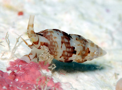 Zafrona striatula