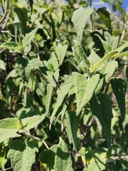 Montanoa tomentosa