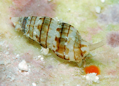 Zafrona striatula