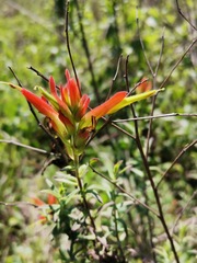 Castilleja tenuiflora