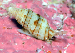 Zafrona striatula