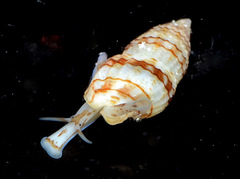 Zafrona striatula