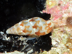 Zafrona striatula