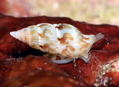 Zafrona striatula