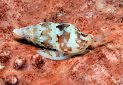 Zafrona striatula