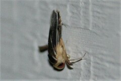 Corisella